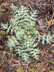Hydrophyllum occidentale