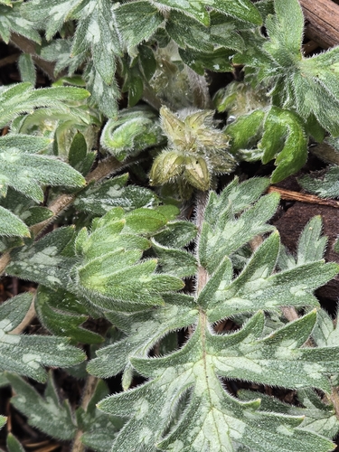 Hydrophyllum occidentale, photograph 2