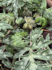 Hydrophyllum occidentale, photograph (c) Alan Rockefeller, some rights reserved (CC BY)