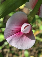 Lathyrus tingitanus, photograph (c) Alan Rockefeller, some rights reserved (CC BY)
