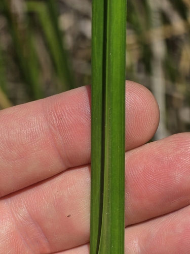 Schoenoplectus americanus, photograph 2