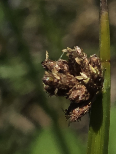 Schoenoplectus americanus, photograph 3