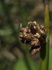 Schoenoplectus americanus, photograph (c) Alan Rockefeller, some rights reserved (CC BY)