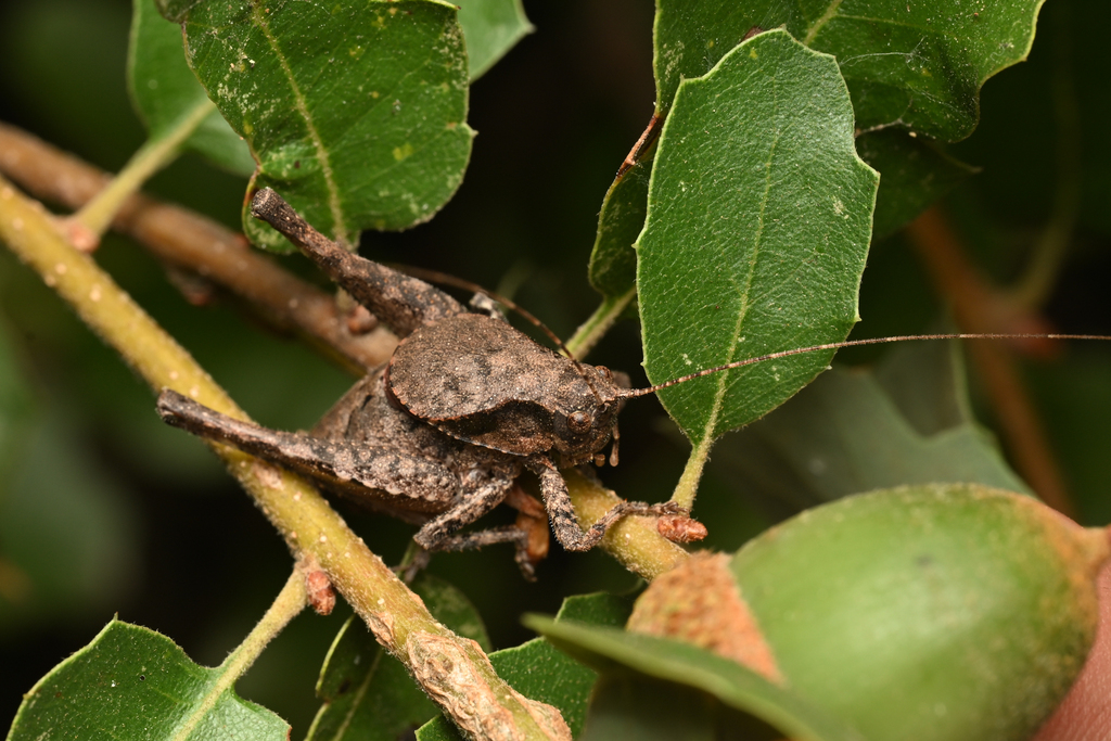 Santa Monica Shieldback Katydid