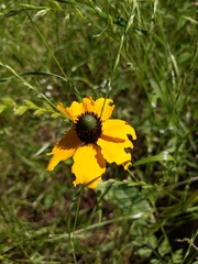 Rudbeckia amplexicaulis