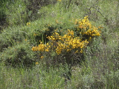Genista scorpius