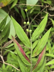 Lasiacis divaricata