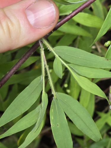 Lasiacis divaricata, photograph 2