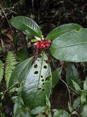 Notopleura uliginosa, photograph (c) Alan Rockefeller, some rights reserved (CC BY)