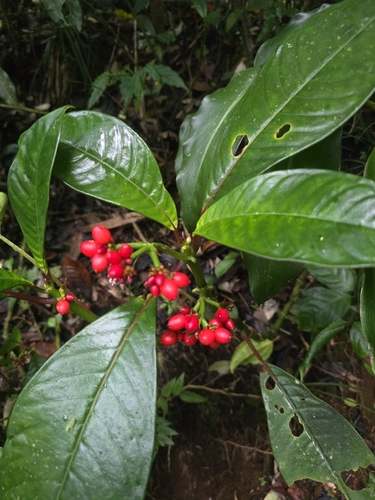 Notopleura uliginosa, photograph 4