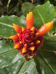 Costus montanus