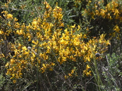 Genista scorpius