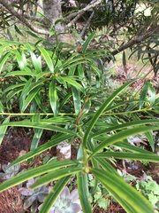 Image of Podocarpus costaricensis