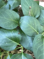 Euleia unifasciata