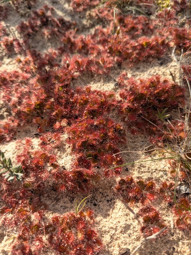 scented sundew