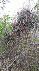 Tillandsia baileyi