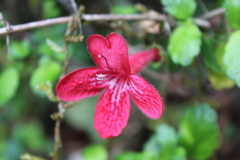 Asteranthera ovata, photograph (c) Bruno Alzugaray, some rights reserved (CC BY-SA)