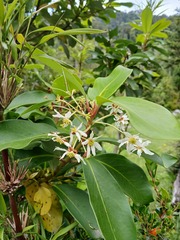 Drimys winteri, photograph (c) Bruno Alzugaray, some rights reserved (CC BY-SA)