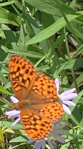 iNaturalist observation photo of Great Basin Fritillary