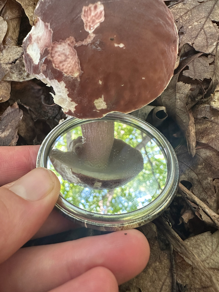lilac bolete · August 2026 · photo: Photo: no rights reserved · iNaturalist