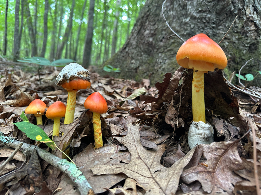 Jackson's slender Caesar · August 2026 · photo: Photo: no rights reserved · iNaturalist