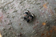 Clerus mutillarius
