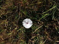 Ipomoea diversifolia