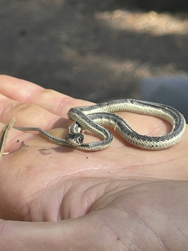 iNaturalist observation photo of Garter Snakes