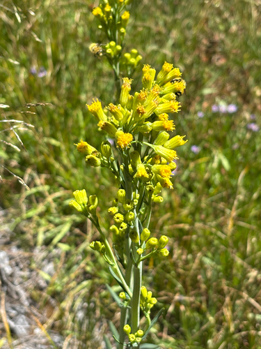 iNaturalist observation photo of water ragwort