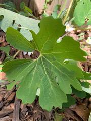 Sanguinaria canadensis