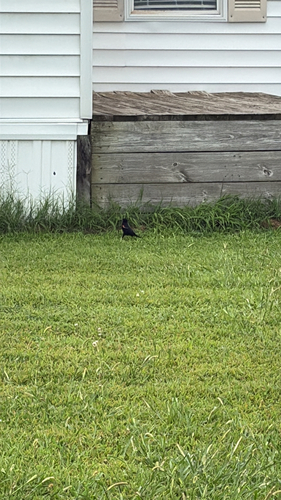 Red-winged Blackbird