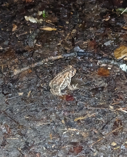 American Toad