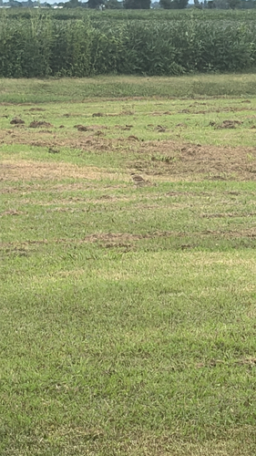 Killdeer