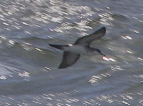 Sargasso Shearwater (Puffinus lherminieri), photo 4
