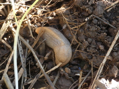 Milacidae