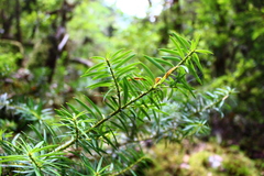 Podocarpus nubigenus