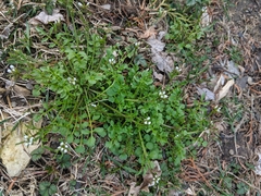 Cardamine