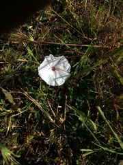 Ipomoea diversifolia