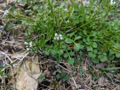 Cardamine