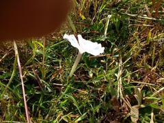 Ipomoea diversifolia