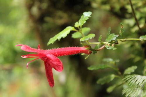 Asteranthera ovata