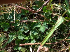 Ipomoea diversifolia