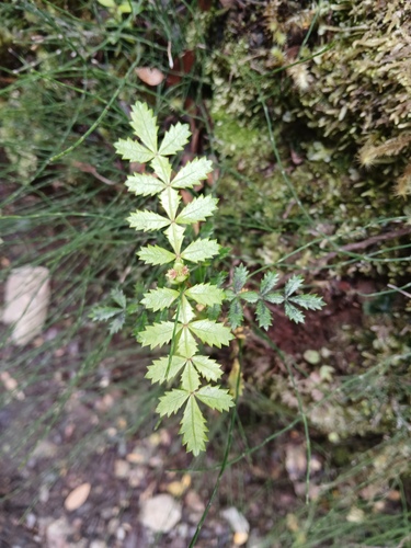 Weinmannia trichosperma