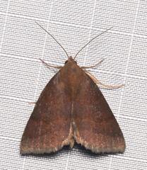 Argyrostrotis deleta