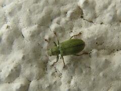 Pachyrhinus lethierryi