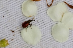 Tatianaerhynchites aequatus