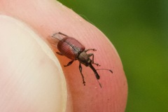 Tatianaerhynchites aequatus