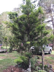 Podocarpus costaricensis