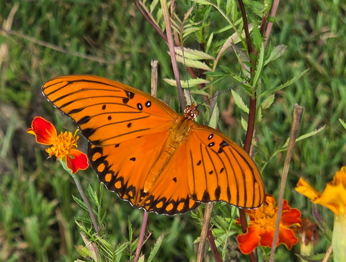 Gulf Fritillary