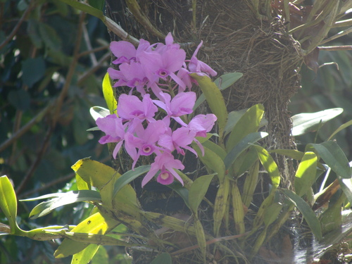 Guarianthe skinneri, photograph 2